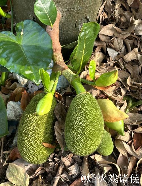 菠萝蜜视频网址