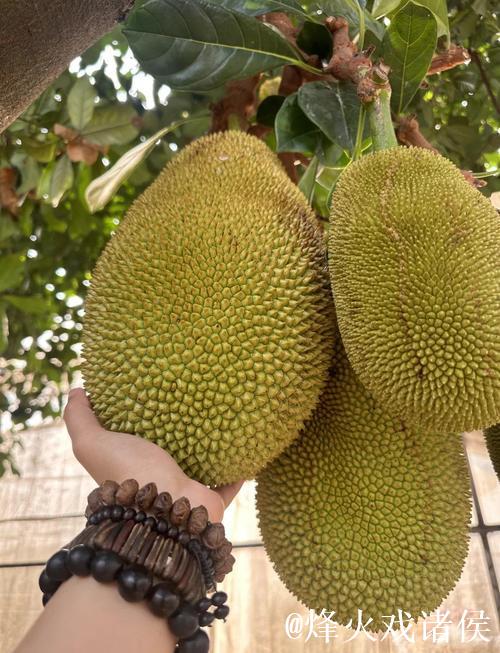 菠萝蜜视频网址